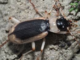 Attēlu rezultāti vaicājumam “Nebria livida”