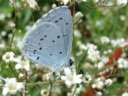 Attēlu rezultāti vaicājumam “Celastrina argiolus male”