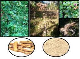 Attēlu rezultāti vaicājumam “Saussurea esthonica flower”