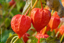 Attēlu rezultāti vaicājumam “Physalis alkekengi”
