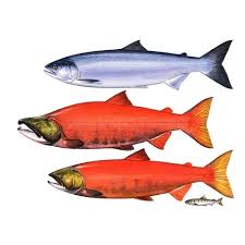 Image result for Oncorhynchus nerka