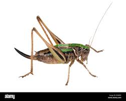 Attēlu rezultāti vaicājumam “Metrioptera brachyptera”