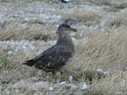 Image result for Stercorarius skua