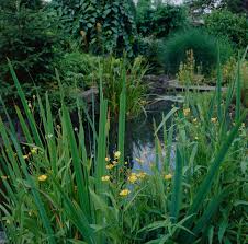 Attēlu rezultāti vaicājumam “Ranunculus lingua leaf”