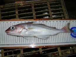 Image result for Melanogrammus aeglefinus