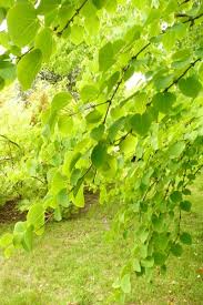 Attēlu rezultāti vaicājumam “Cercidiphyllum japonicum leaf”