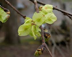 Attēlu rezultāti vaicājumam “Ulmus glabra flower”