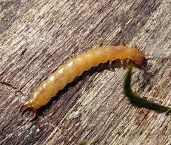 Attēlu rezultāti vaicājumam “Schizotus pectinicornis larva”