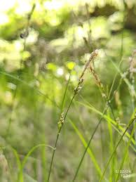 Attēlu rezultāti vaicājumam “Carex globularis”