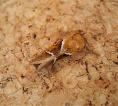 Attēlu rezultāti vaicājumam “Hepialus sylvina”