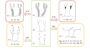 Attēlu rezultāti vaicājumam “Ceratodon purpureus sporophyte”