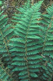 Attēlu rezultāti vaicājumam “Polystichum braunii”