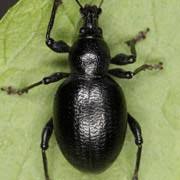 Attēlu rezultāti vaicājumam “Rhynchaenus lonicerae”