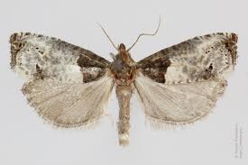 Attēlu rezultāti vaicājumam “Notocelia roborana”