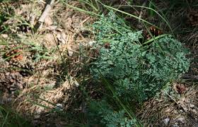 Attēlu rezultāti vaicājumam “Thalictrum minus”