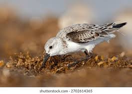 Attēlu rezultāti vaicājumam “Calidris alba”