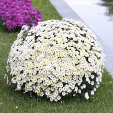 Image result for Chrysanthemum leucanthemum