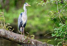 Attēlu rezultāti vaicājumam “Ardea cinerea”