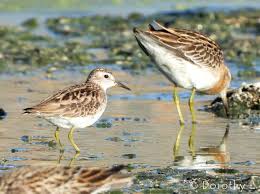 Image result for Calidris subminuta