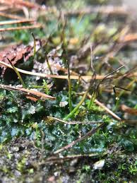 Attēlu rezultāti vaicājumam “Phaeoceros laevis subsp. carolinianus”