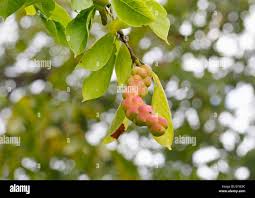 Attēlu rezultāti vaicājumam “Magnolia kobus fruit”