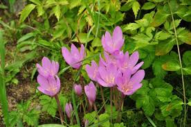 Image result for Herbstzeitlose