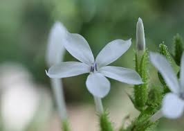Attēlu rezultāti vaicājumam “Plumbaginaceae”