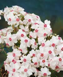 Image result for Phlox (großblumig)
