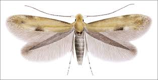 Attēlu rezultāti vaicājumam “Bucculatricidae”