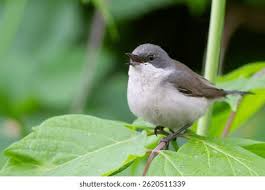 Attēlu rezultāti vaicājumam “Sylvia curruca”