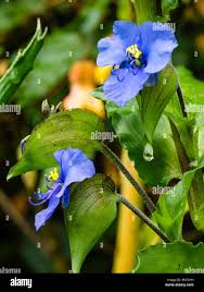 Attēlu rezultāti vaicājumam “Commelina coelestis”