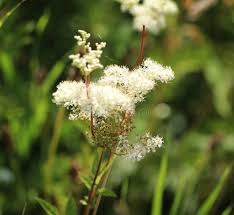 Attēlu rezultāti vaicājumam “Thalictrum flavum flower”