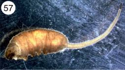 Attēlu rezultāti vaicājumam “Syrphus sp. larva”