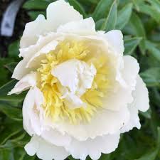 Attēlu rezultāti vaicājumam “Paeonia lactiflora”