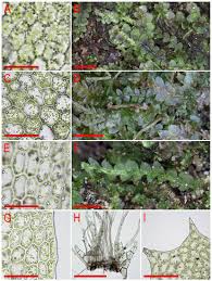 Attēlu rezultāti vaicājumam “Calypogeia sphagnicola”