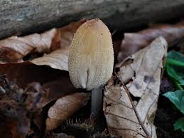 Attēlu rezultāti vaicājumam “Coprinus micaceus”