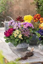 Image result for Primula veris