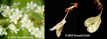 Attēlu rezultāti vaicājumam “Reynoutria japonica flower”