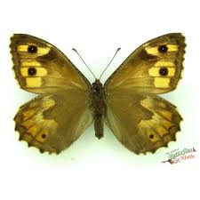 Attēlu rezultāti vaicājumam “Hipparchia semele underside”