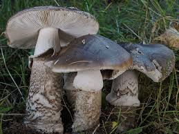 Attēlu rezultāti vaicājumam “Amanita excelsa”