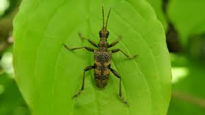 Attēlu rezultāti vaicājumam “Rhagium mordax”