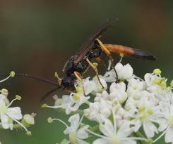 Attēlu rezultāti vaicājumam “Ichneumonidae”
