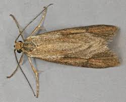 Attēlu rezultāti vaicājumam “Diurnea lipsiella male”