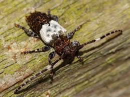 Attēlu rezultāti vaicājumam “Pogonocherus hispidulus”