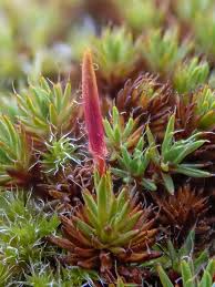 Attēlu rezultāti vaicājumam “Polytrichum juniperinum sporophyte”