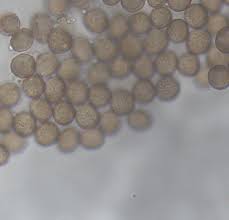 Attēlu rezultāti vaicājumam “Diderma cinereum”