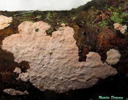 Attēlu rezultāti vaicājumam “Corticium roseum”