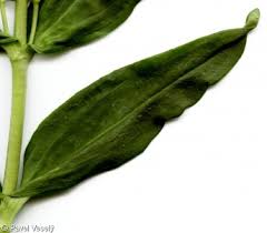 Attēlu rezultāti vaicājumam “Gentiana cruciata leaf”