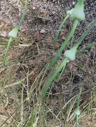 Attēlu rezultāti vaicājumam “Allium sativum”