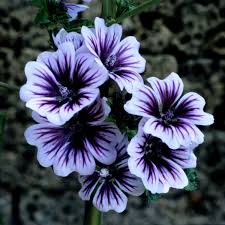 Image result for Malva sylvestris 'Zebrina'